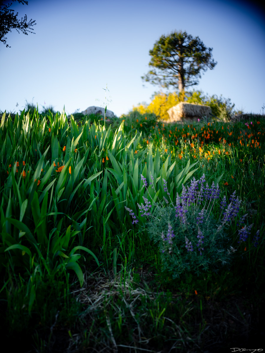 Pretty things that I wanted to take pictures of around Berkeley in 2023.